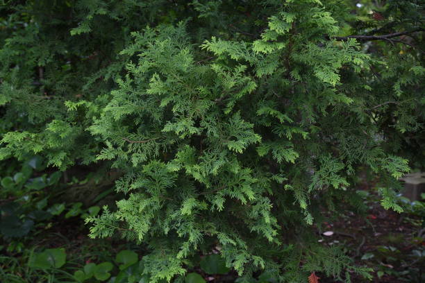 японский кипарис (хиноки кипарис) - cypress tree bark tree wood стоковые фото и изображения