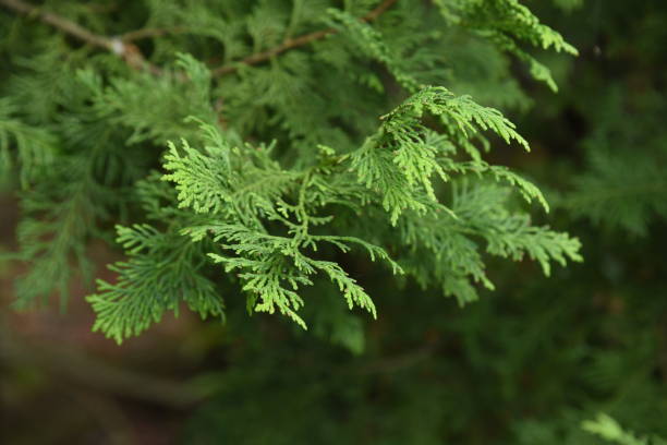japanese cypress (hinoki cypress) - cypress tree fotos imagens e fotografias de stock