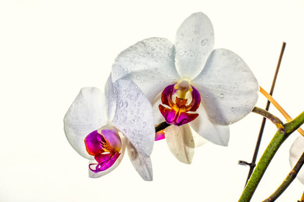 Orchid in the morning dew on white background Phalaenopsis on a white background with morning dew on the flowers phalaenopsis orchidee stock pictures, royalty-free photos & images