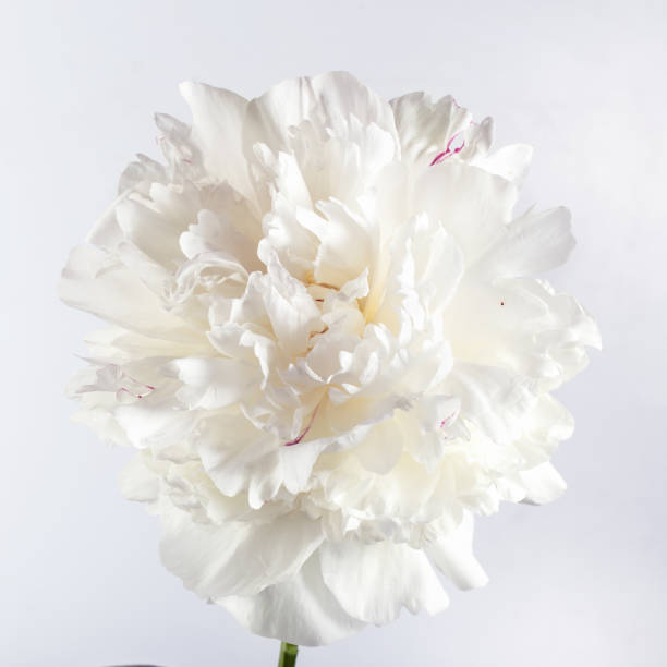 istock One white peony flower on a gray background 1157214169