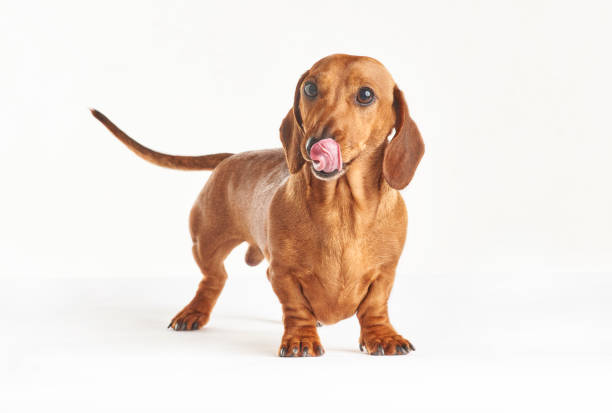 hungry dachshund stock photo