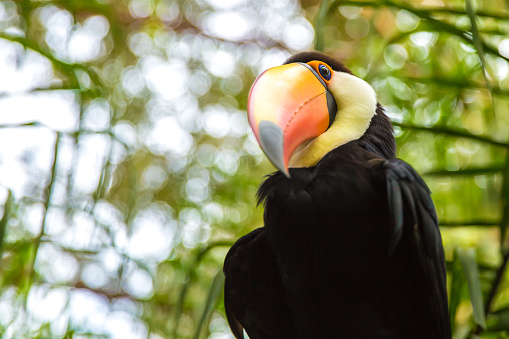 Tucano Toco in the nature