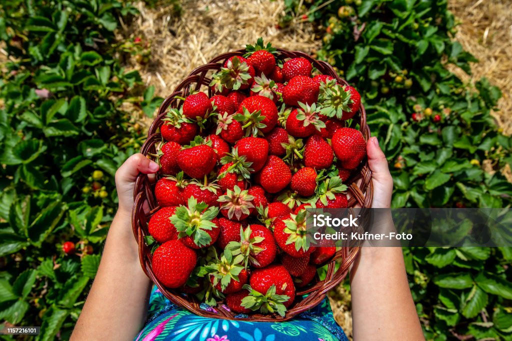 Girl collecting strawberries Girl carries a full basket of juicy red strawberries in her hands Germany Stock Photo