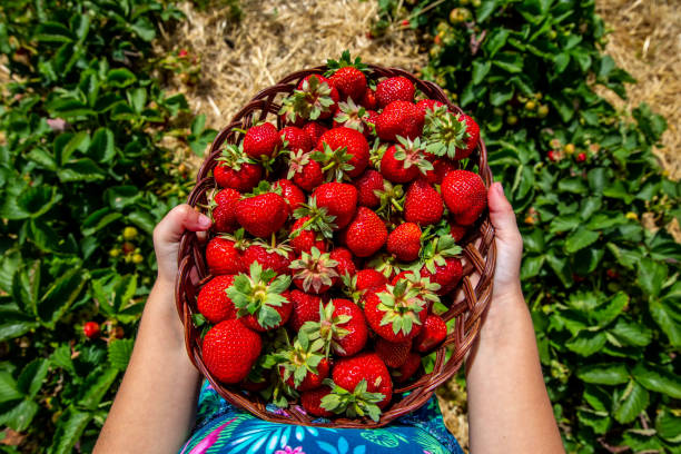 Girl collecting strawberries Girl carries a full basket of juicy red strawberries in her hands hände stock pictures, royalty-free photos & images
