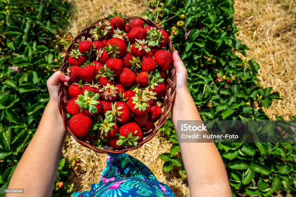 Girl wears her strawberry crop Girl Carries fully filled strawberry basket in her hands across the strawberry field Germany Stock Photo