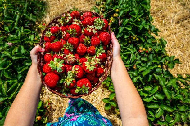 Girl wears her strawberry crop Girl Carries fully filled strawberry basket in her hands across the strawberry field hände stock pictures, royalty-free photos & images