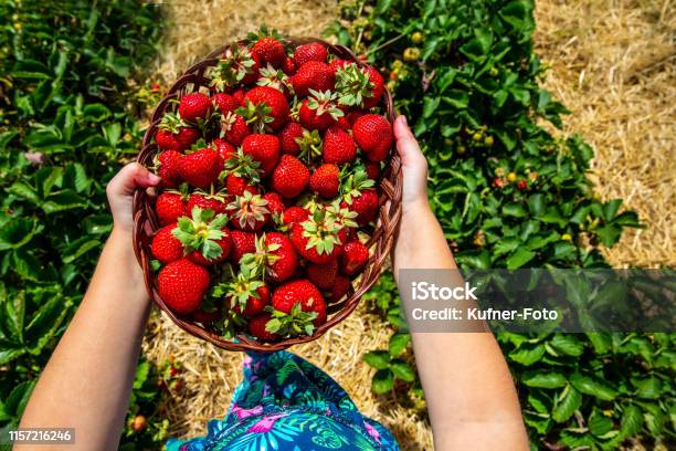 Girl Wears Her Strawberry Crop Stock Photo - Download Image Now - Germany, Horizontal, No People