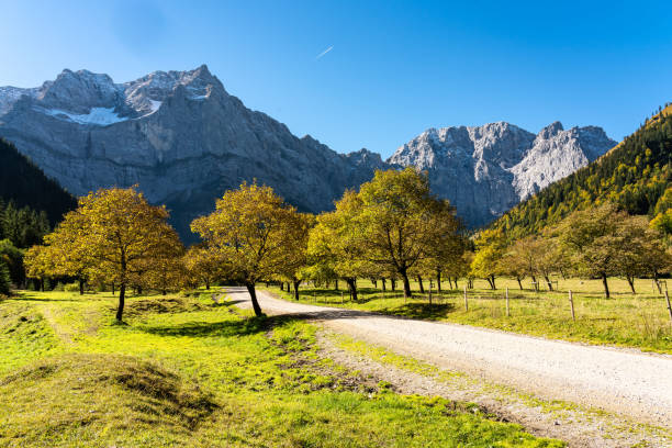 istock maple trees at Ahornboden, Karwendel mountains, Tyrol, Austria 1157216570