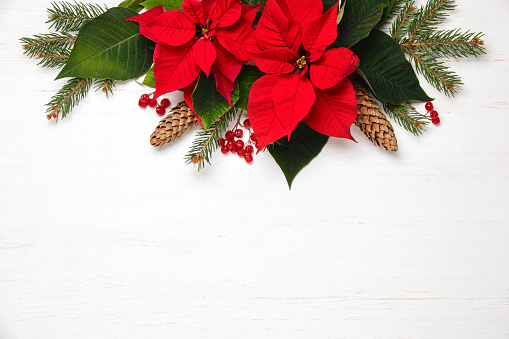 Christmas card or leaflet template with natural botany decoration, flat lay composition of poinsettia blooming flowers and fir tree branches, copy space for a greeting text, top down view