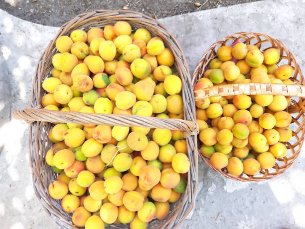 istock Basket with ripe apricots. Summer harvest. 1157218357