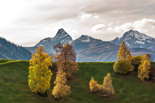 automne à davos grisons suisse, arbres de couleur jaune - graubunden canton mountain travel valley photos et images de collection