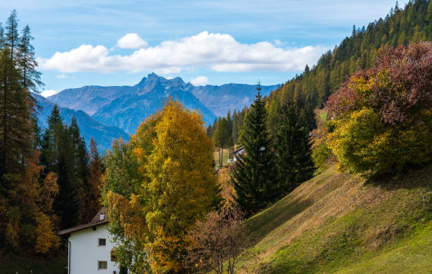 automne à davos grisons suisse, arbres de couleur jaune - graubunden canton mountain travel valley photos et images de collection