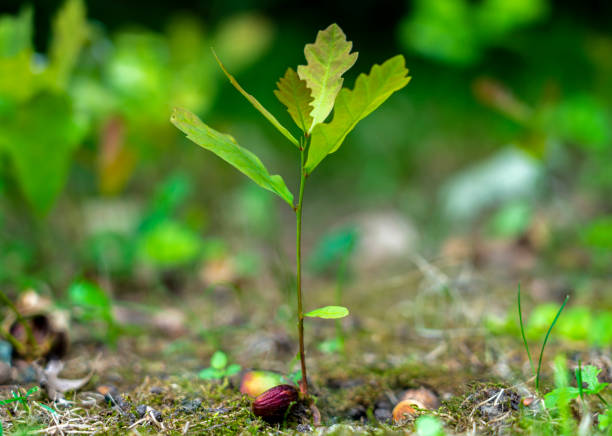 młody kiełkujący dąb z żołędzi z bliska na zamazanym zielonym tle - spring oak tree leaf oak leaf zdjęcia i obrazy z banku zdjęć