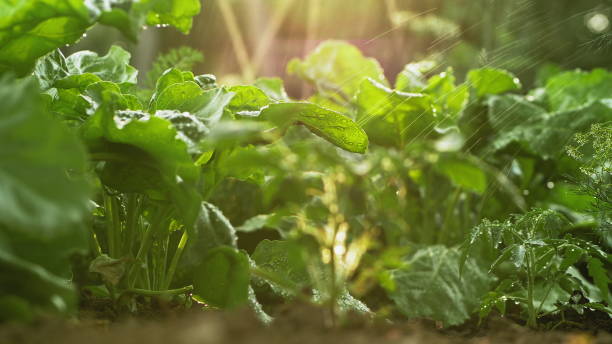 istock Drip irrigation beet in the vegetable garden 1157219861