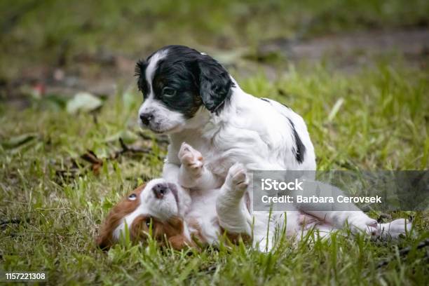 Couple Of Happy Baby Dogs Brittany Spaniel Playing Around Smelling Eachother And Cuddling Stock Photo - Download Image Now