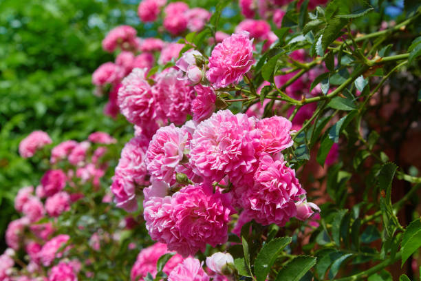 istock Pink Climbing Roses (Rosa) in bloom 1157221906