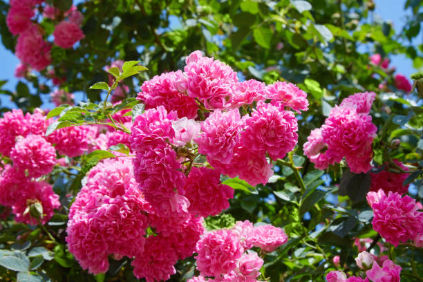 istock Pink Climbing Roses (Rosa) in bloom 1157221926