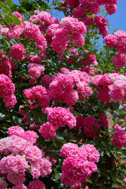 istock Pink Climbing Roses (Rosa) in bloom 1157222021