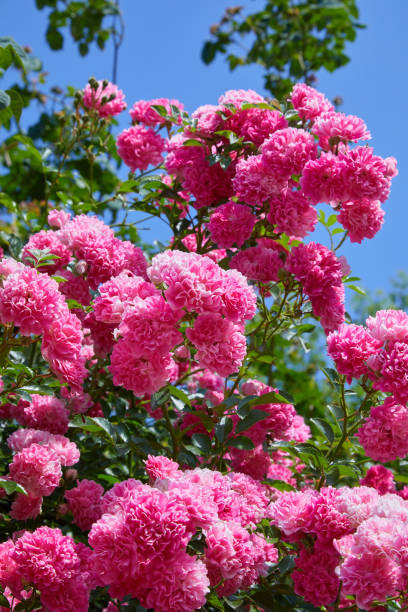 istock Pink Climbing Roses (Rosa) in bloom 1157222027
