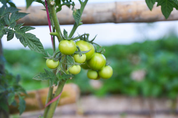 young Tomato in vegetable garden