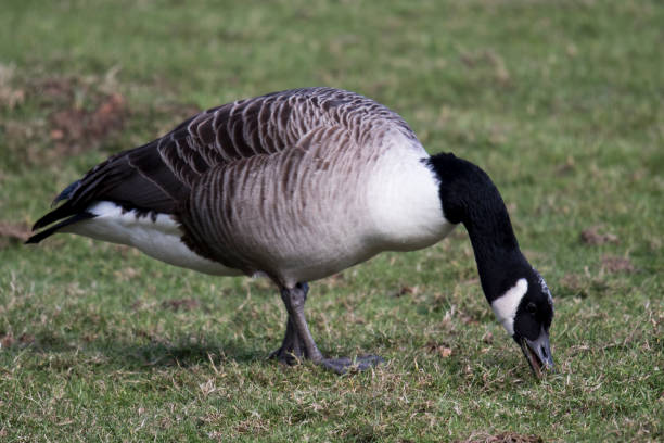 istock Canadian Goose 1157224212