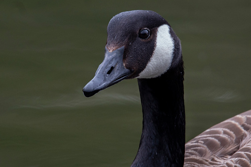 Canadian Goose, Dartmoor, United Kingdom.