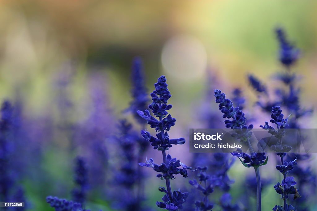 Blue salvia Blue salvia that blooms in flower bed. Victoria Blue Salvia Stock Photo