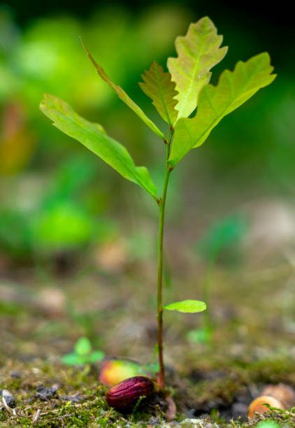 istock a young oak sprout sprouting from an acorn close-up on a blurred green background 1157227662
