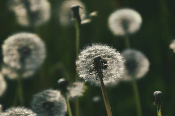 istock dandelion in the sun 1157229859