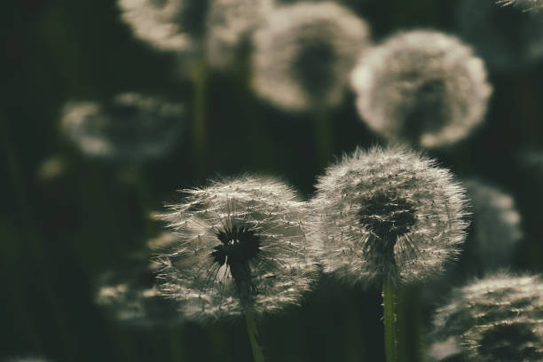 istock dandelion in the sun 1157229869