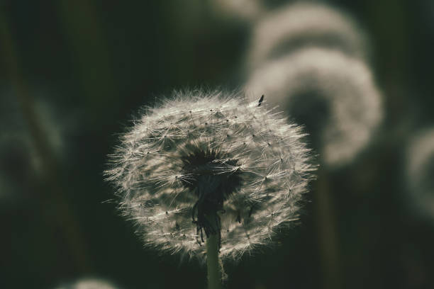 istock dandelion in the sun 1157229929