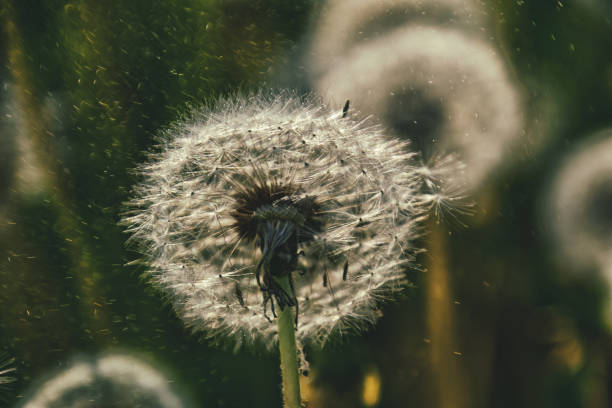 istock dandelion in the sun 1157229966