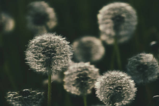 istock dandelion in the sun 1157230011