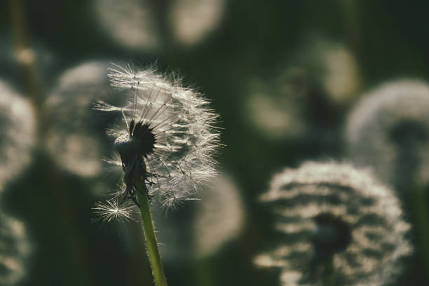 istock dandelion in the sun 1157230044