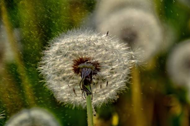dandelion in the sun