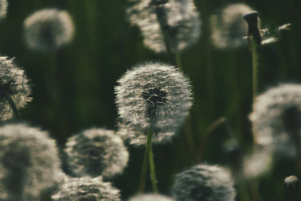 istock dandelion in the sun 1157230097