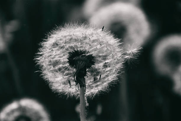 istock dandelion in the sun 1157230104
