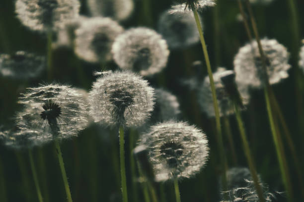 istock dandelion in the sun 1157230169