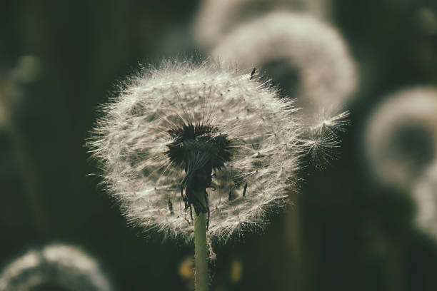 dandelion in the sun