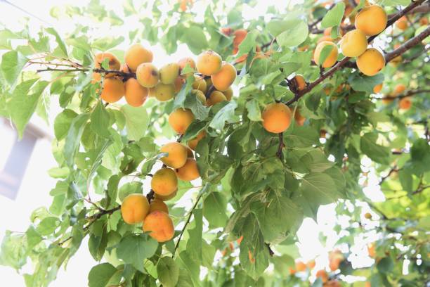 istock Japanese apricot fruits 1157231494
