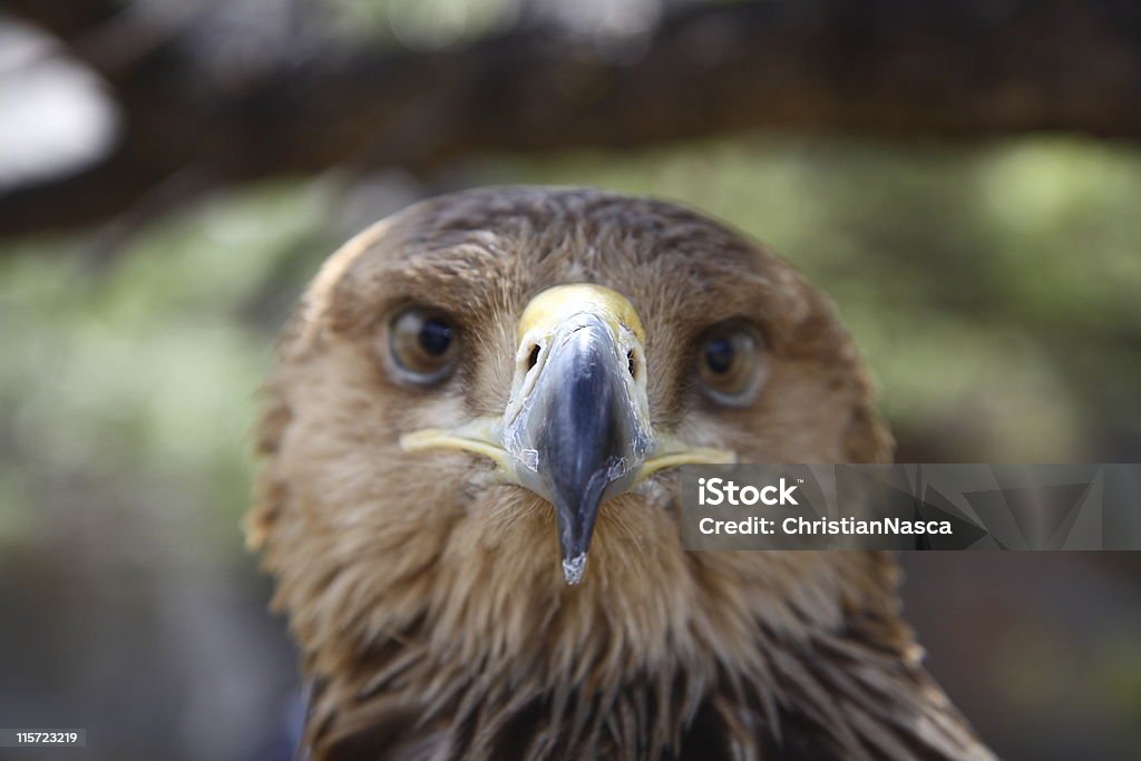 eagle Porträt mit Fokus auf Schnabel (eagle Serie - Lizenzfrei Abwarten Stock-Foto