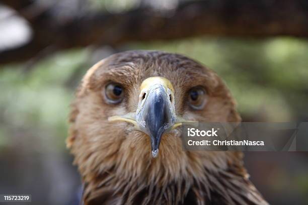 Eagle Porträt Mit Fokus Auf Schnabel Eagle Serie Stockfoto und mehr Bilder von Abwarten - Abwarten, Adler, Angesicht zu Angesicht