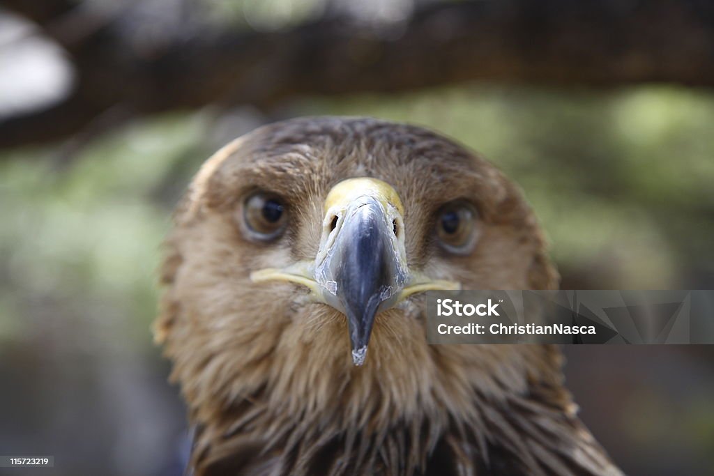 eagle ritratto con attenzione sul becco (aquila serie - Foto stock royalty-free di Animale