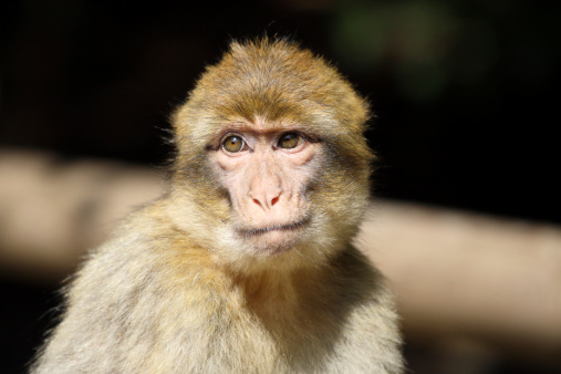 Young female barbary macaque head and shoulders portrait.