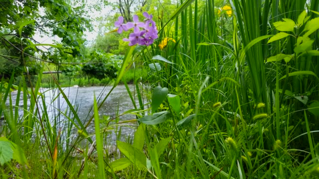 Beautiful Flowing River With Pretty Purple Flowers in the Foreground in Summer.  Viewpoint of Violet Flower lining a River Shore Inside Woodland Tree Area.