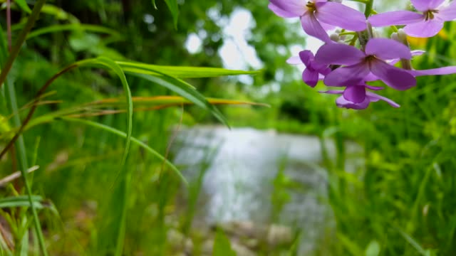 Beautiful Flowing River With Pretty Purple Flowers in the Foreground in Summer.  Viewpoint of Violet Flower lining a River Shore Inside Woodland Tree Area.