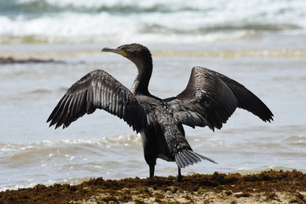 istock Cape Cormorant Bird With Wings Spread (Phalacrocorax capensis) 1157234130