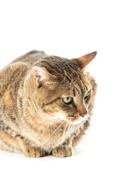istock Beautiful cat portrait (watching) 1157234325