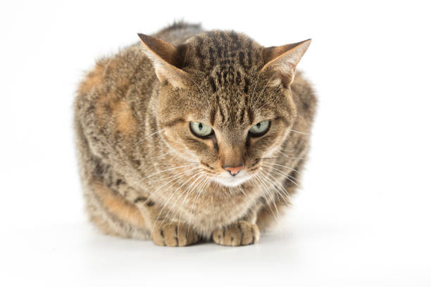 istock Beautiful cat portrait 1157234989
