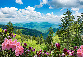Beautiful azaleas blooming in North Carolina mountains.